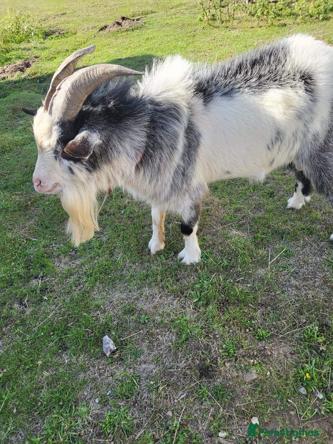 Goats livestock for sale: NIGERIAN DWARF BILLY GOAT - Image 1