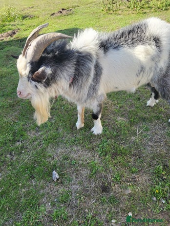 Goats livestock - Advert 2