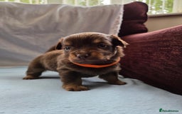 Mixed Breed dogs for sale: Beautiful Jack Russell x Chihuahua Puppies  - Image 11