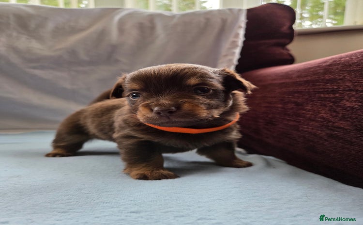 Mixed Breed dogs - Advert 1