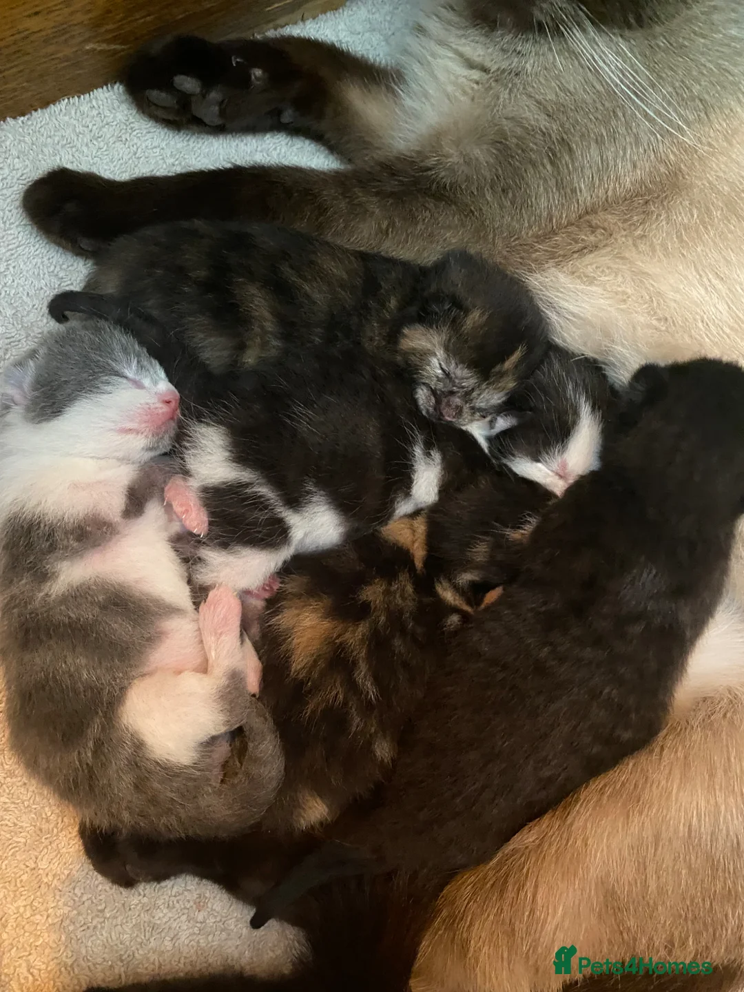 Siamese cats for sale: Five beautiful Siamese mix kittens - Advert 2