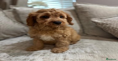 Cavapoo dogs - Advert 4