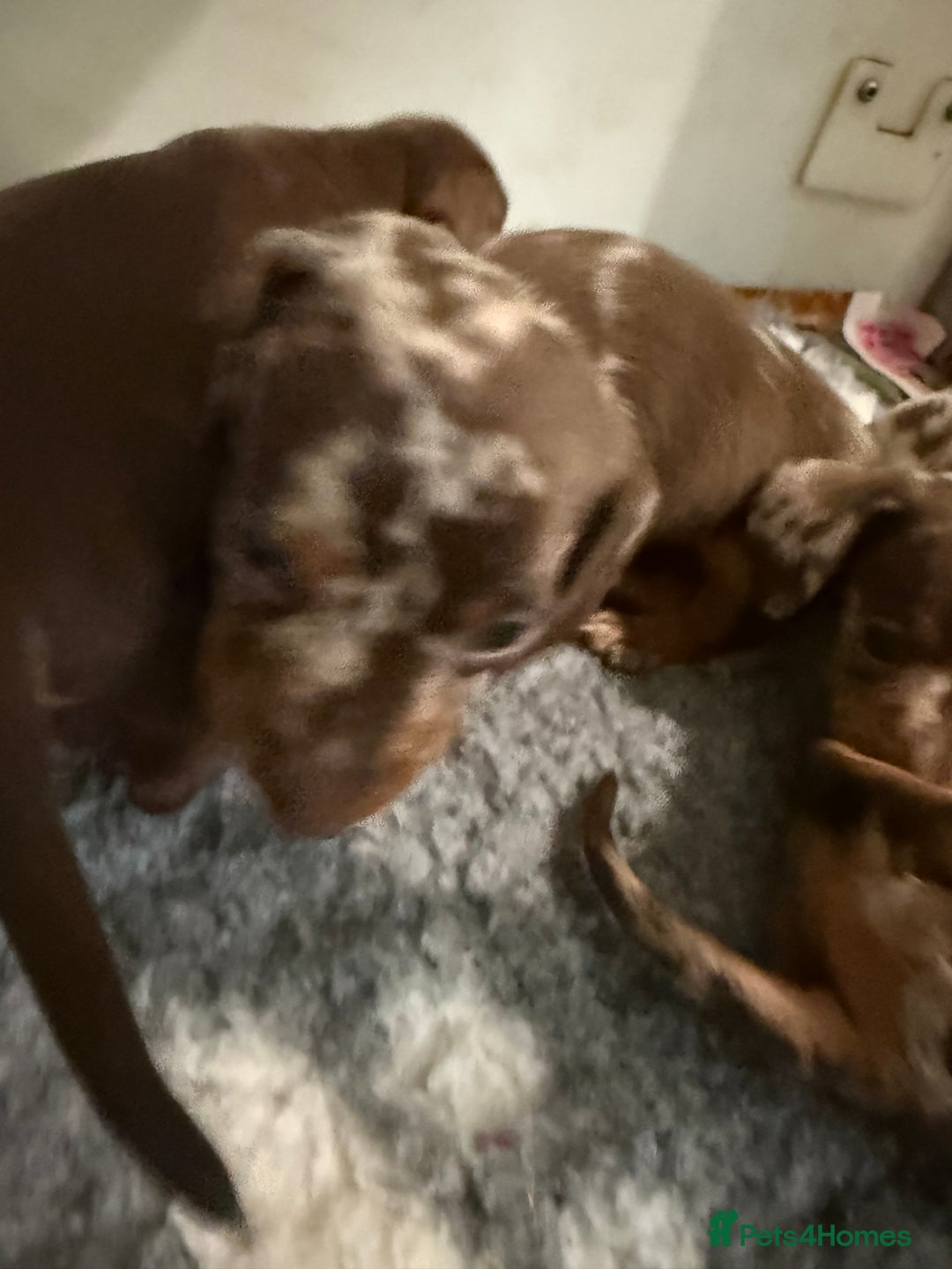 Miniature Dachshund dogs for sale: KC PRA chocolate dapple miniature dachunds  - Image 4