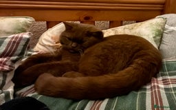 British Shorthair cats for sale: Brown British Shorthair pedigree - Image 2