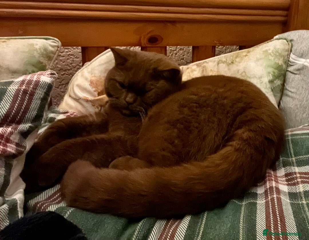 British Shorthair cats for sale: Brown British Shorthair pedigree - Image 2