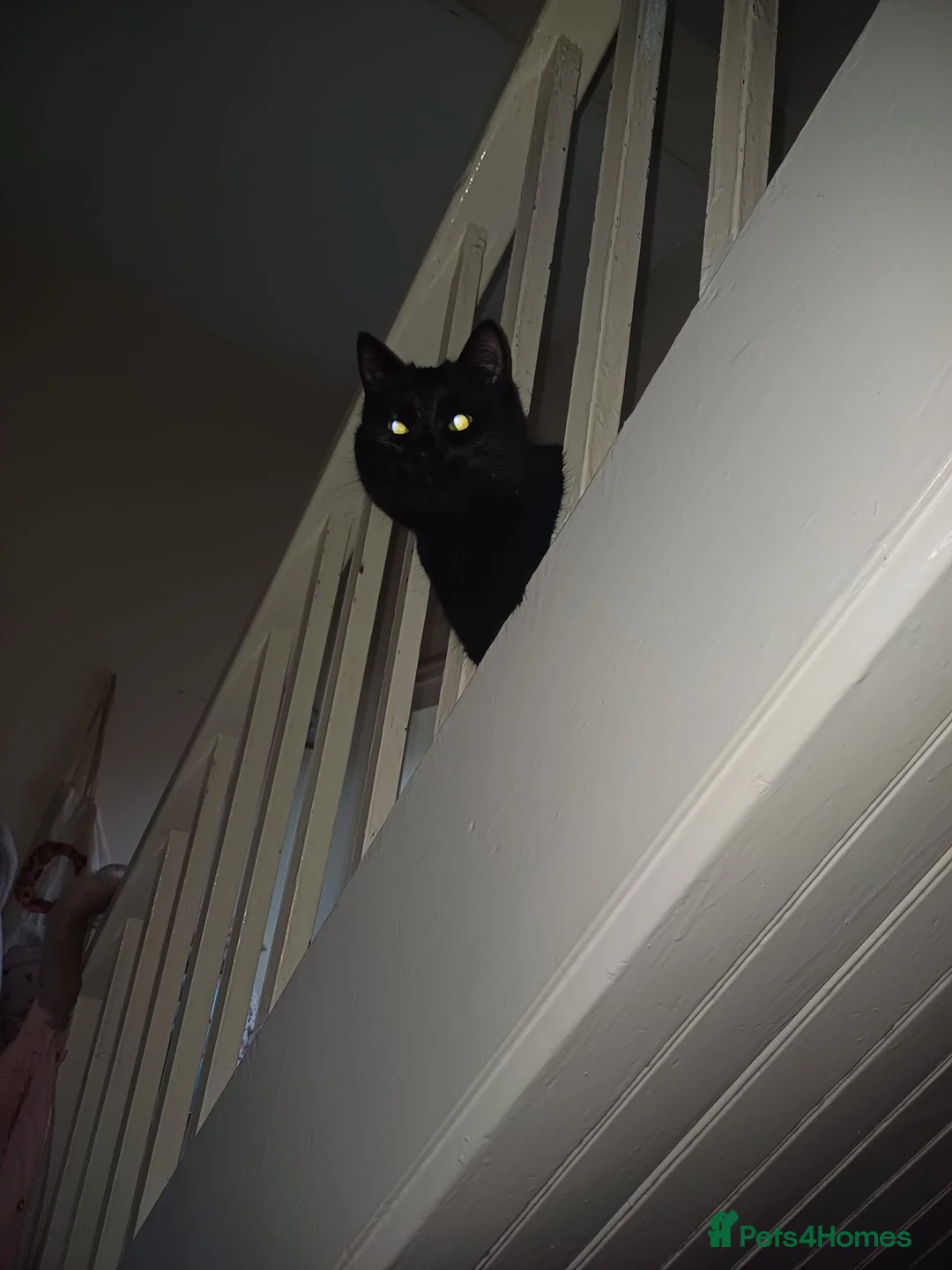 Mixed Breed cats for sale: 10 Month Old Twin Sisters - Advert 4