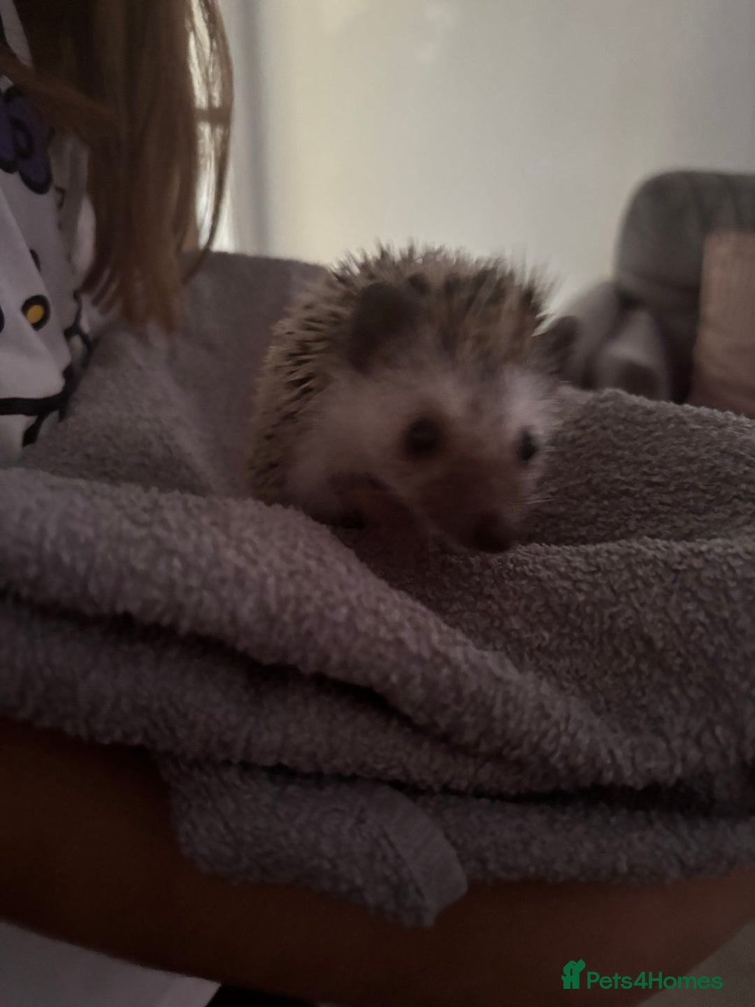 Pygmy Hedgehog rodents for sale: Prickles Pygmy Hedgehog  - Image 3