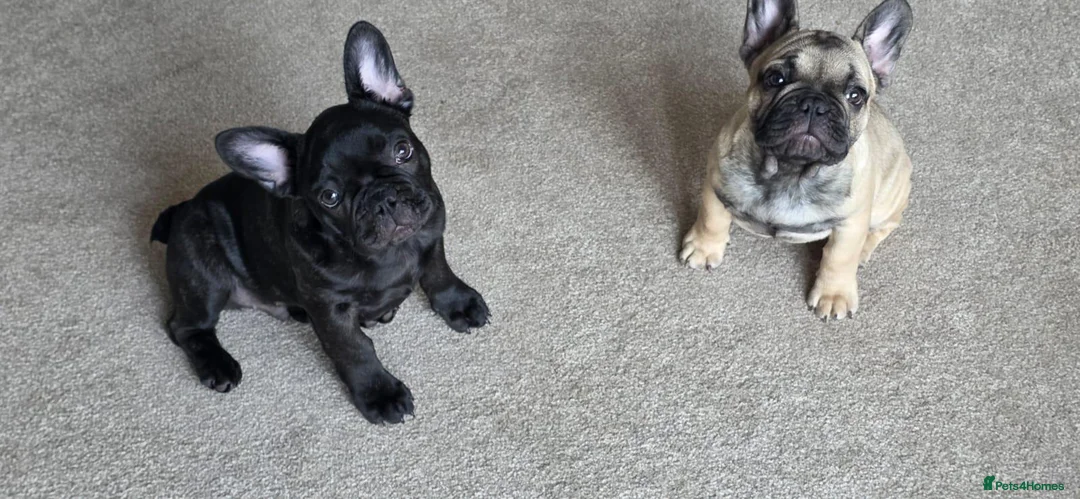 French Bulldog dogs for sale:  Daisy & Rolf – Beautiful French Bulldog Puppies  - Advert 2