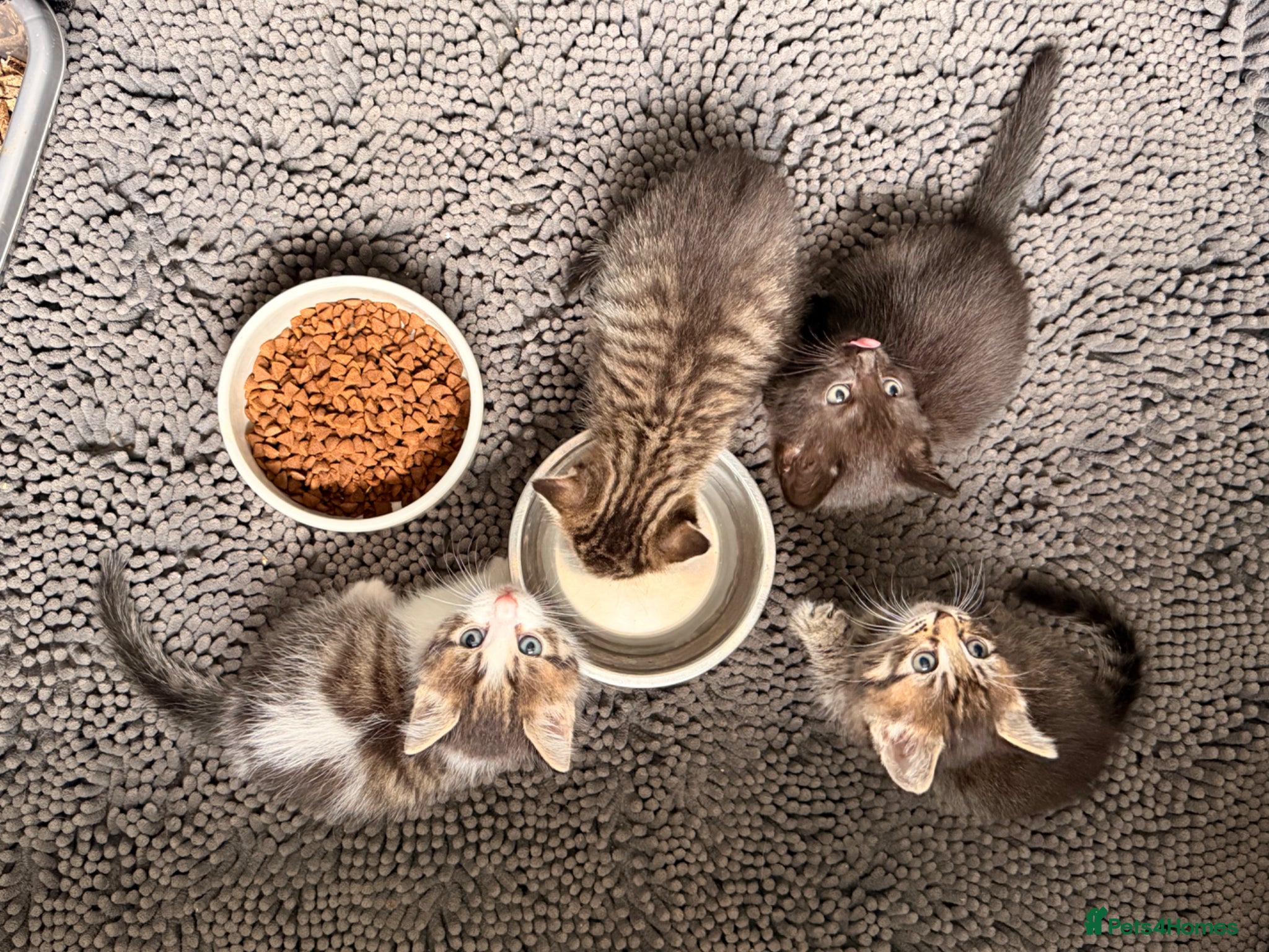 Mixed Breed cats Gorgeous kittens - Advert 1