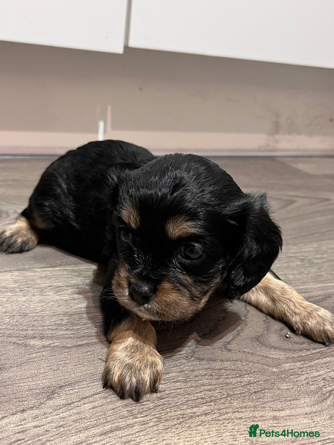 Cavapoo dogs for sale: Beautiful F1B REVERSE Cavapoos - Advert 16