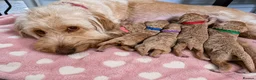 Labradoodle dogs for sale: Multi generation miniature Labradoodle - Advert 8