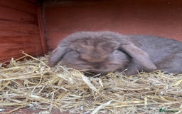 Dutch rabbits for sale: All mixed rabbits £60 each open to offers  - Advert 19