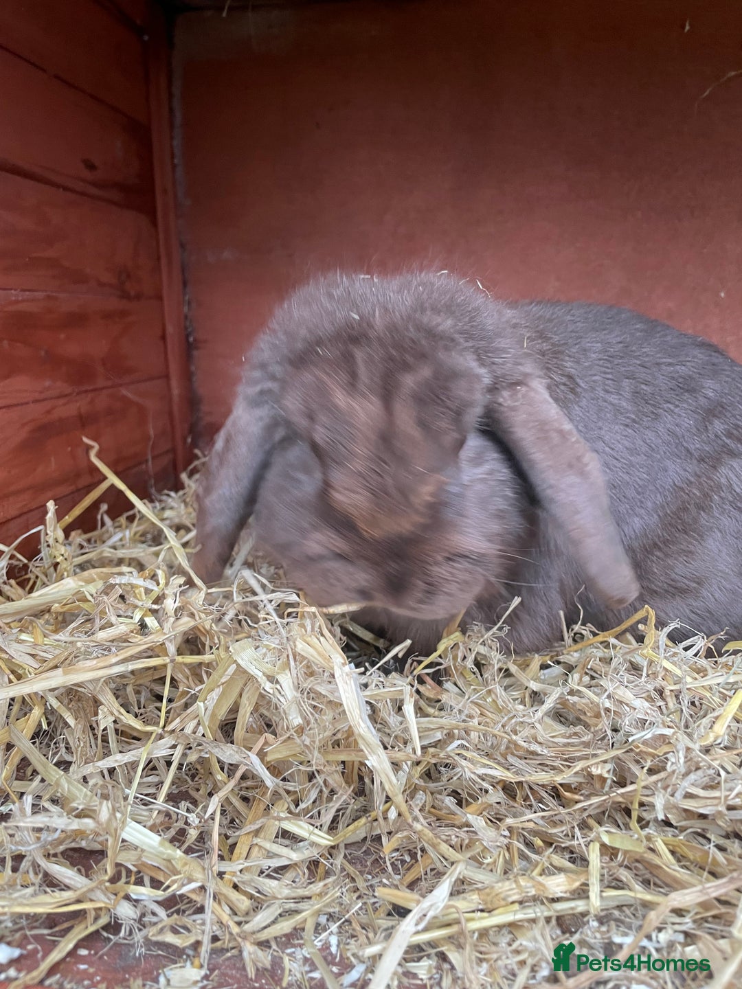Dutch rabbits for sale: All mixed rabbits £60 each open to offers  - Advert 19