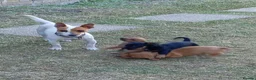 Jackshund dogs for sale: Jackhunds puppies  - Advert 7