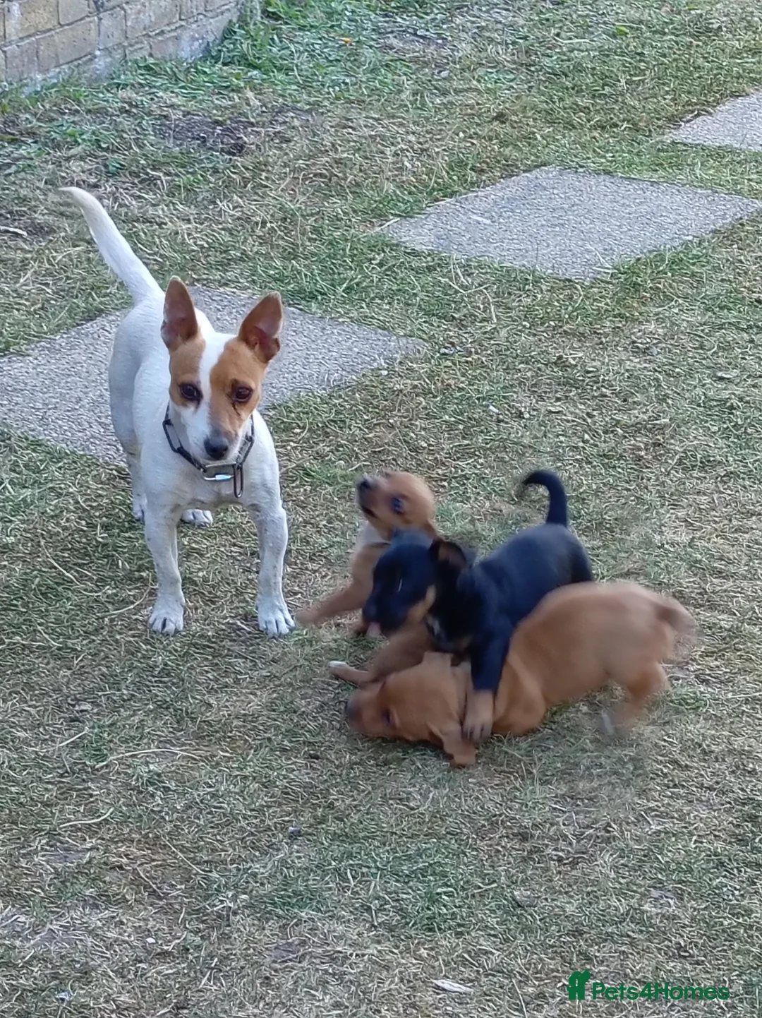Jackshund dogs for sale: Jackhunds puppies  - Advert 7