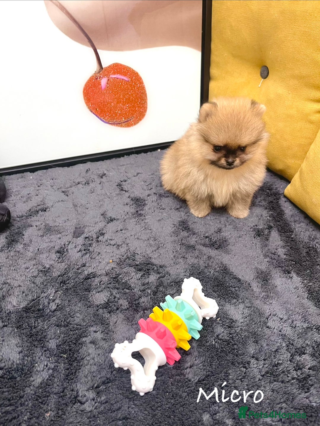 Pomeranian dogs for sale: 🔥🔝 Quality 🏆Championship 🧸Teddy Bears - Advert 22