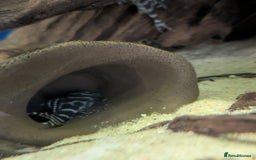 Plecos fish for sale: Pleco l333 - Image 2