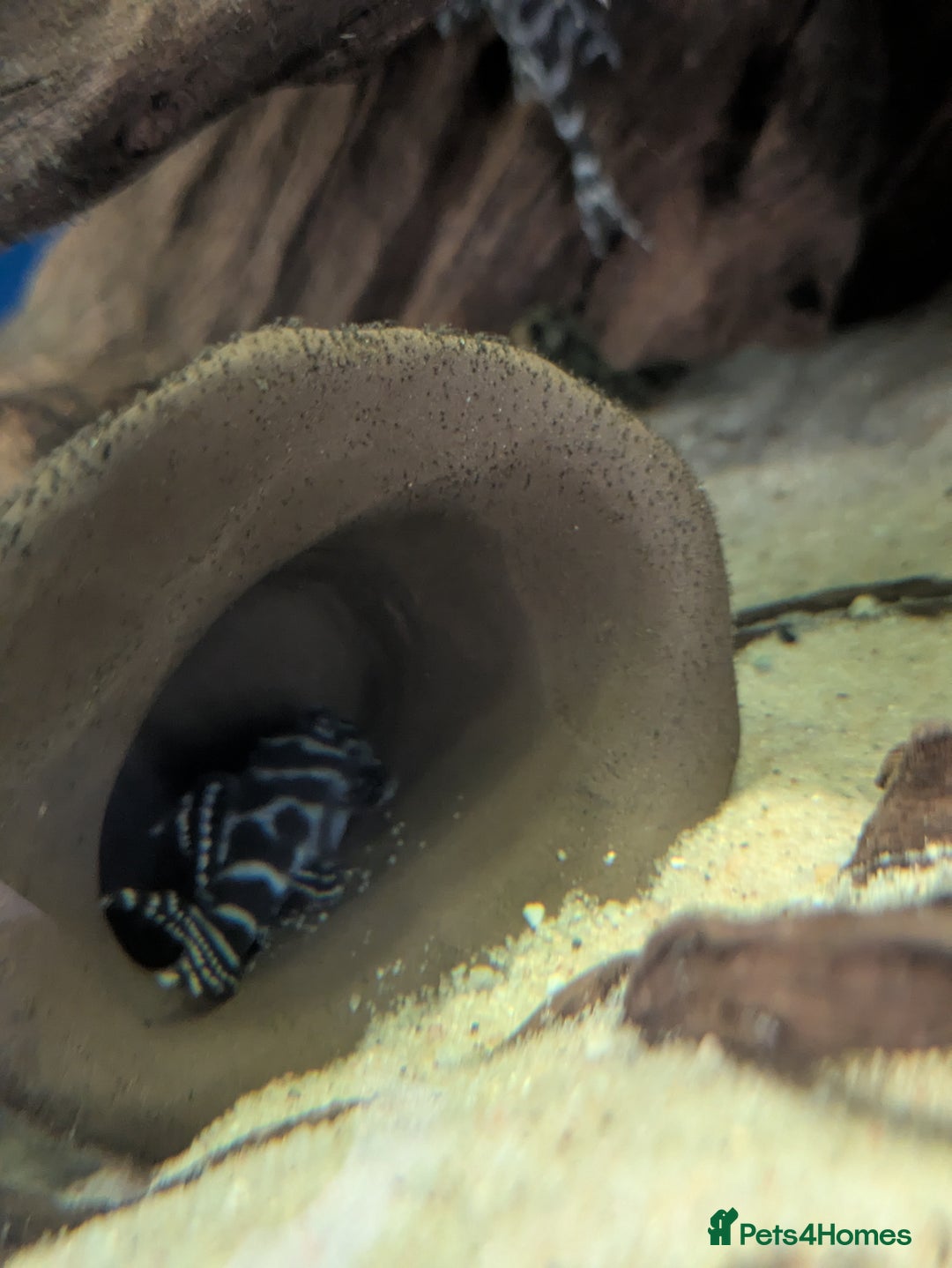Plecos fish for sale: Pleco l333 - Image 2