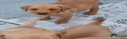 Labrador Retriever dogs for sale: KC Reg Labrador Pups - Advert 2
