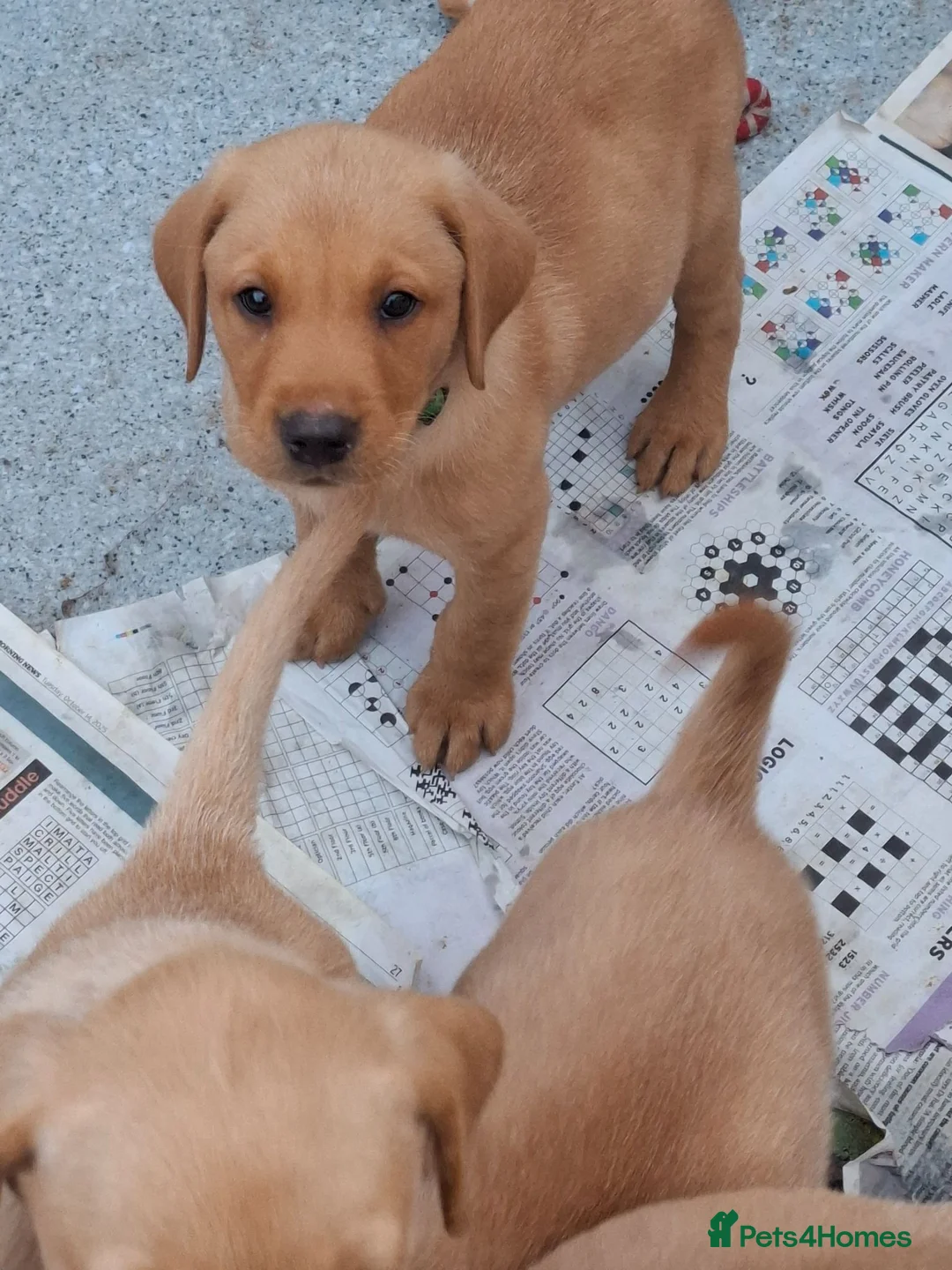 Labrador Retriever dogs for sale: KC Reg Labrador Pups - Advert 2