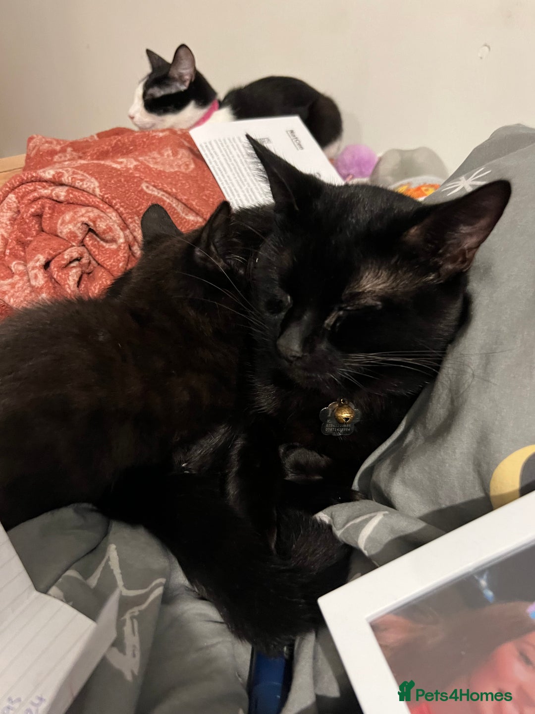 Domestic Shorthair cats for sale: FREE Cats for adoption  - Image 3