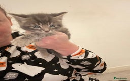 British Shorthair cats for sale: Grey male kitten - Advert 3