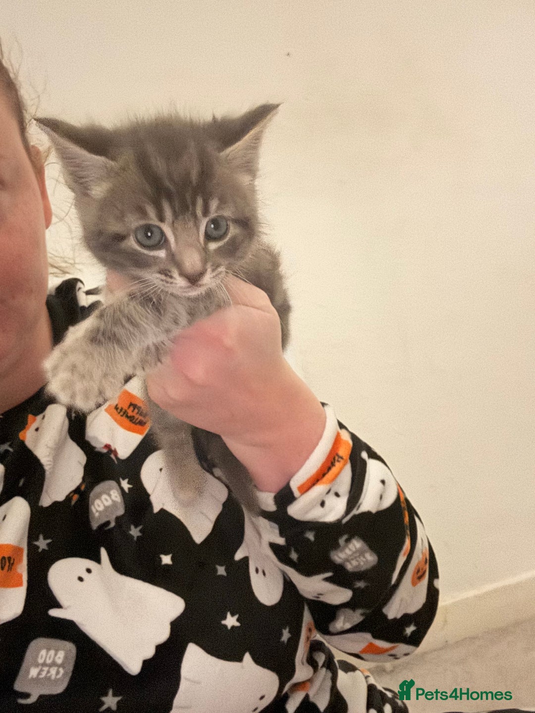 British Shorthair cats for sale: Grey male kitten - Advert 3