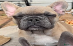 French Bulldog dogs for sale: Danny  - Image 4