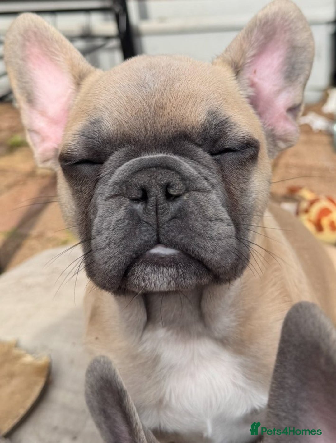 French Bulldog dogs for sale: Danny  - Image 4