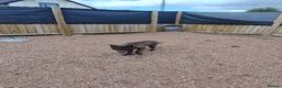 German Shepherd dogs for sale: Izzy Blue Bell and Violet German Shepherd Puppies - Advert 3