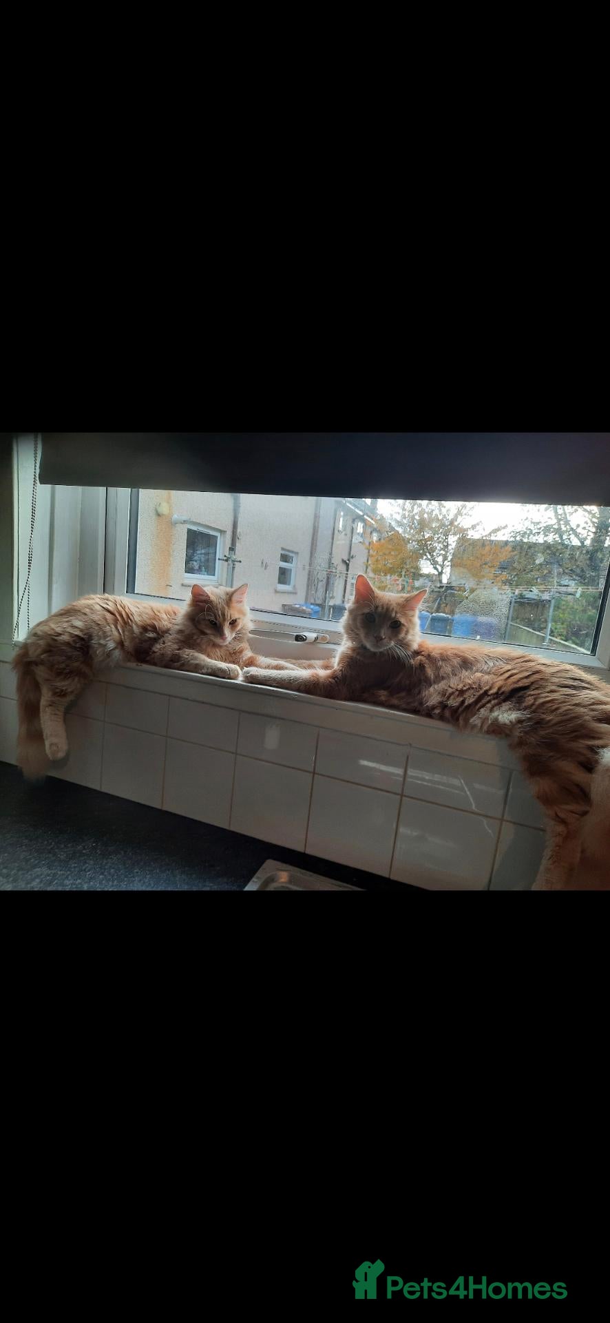 Ragcoon cats 1 boy looking for his forever home  - Advert 13