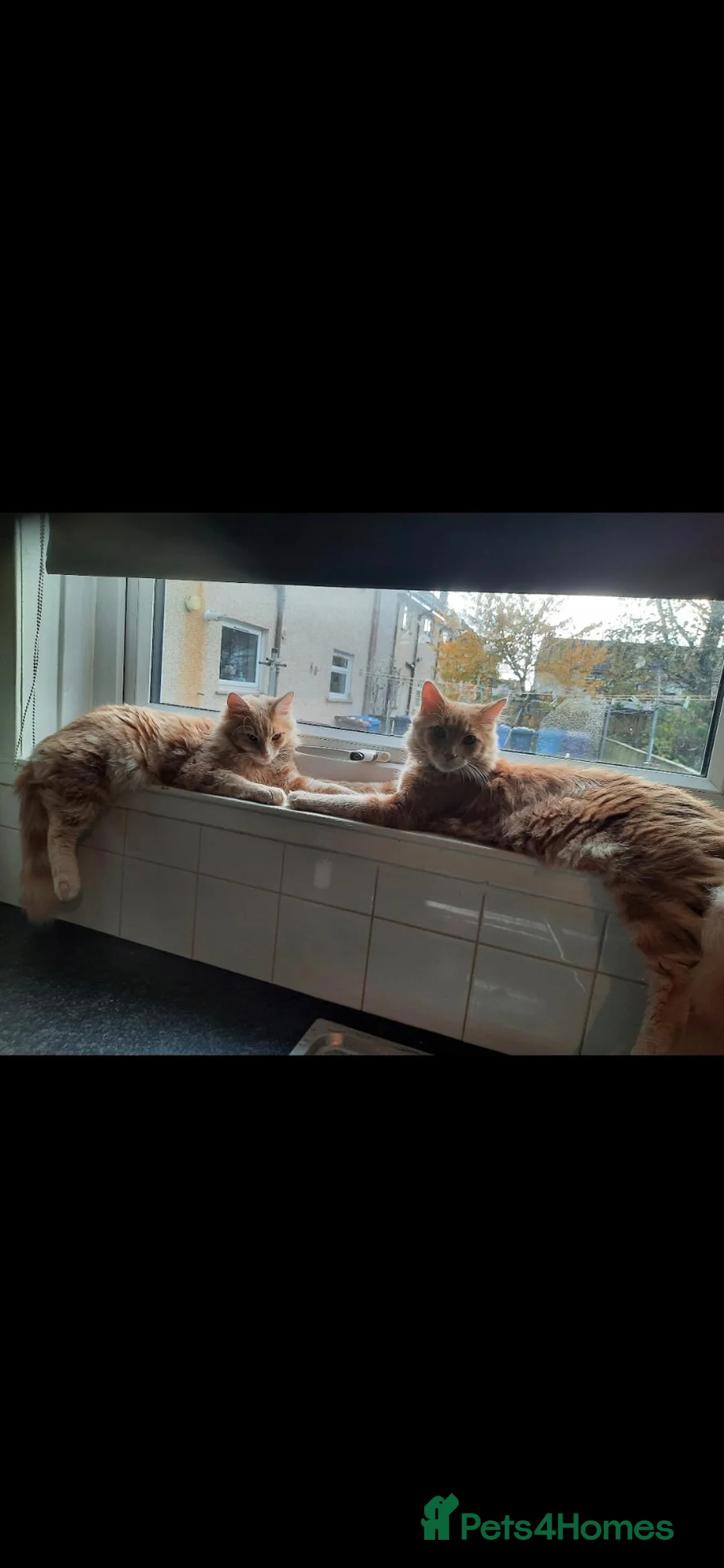 Ragcoon cats for sale: 1 boy looking for his forever home  in Annan - Advert 1