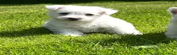 West Highland Terrier dogs for sale: Adorable West Highland terrier puppies - Advert 8