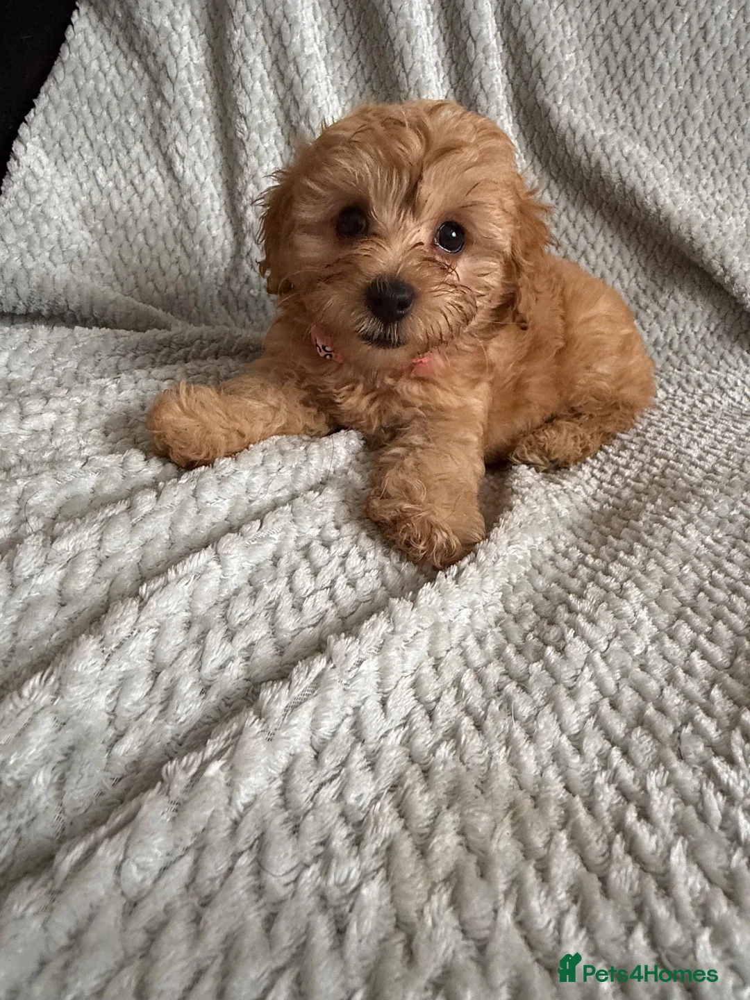 Cavapoochon dogs for sale: READY TO LEAVE NOW!! Miniature cavapoochons - Advert 5