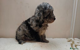 Toy Poodle dogs for sale: Merle toy poodle puppys available now  - Image 12