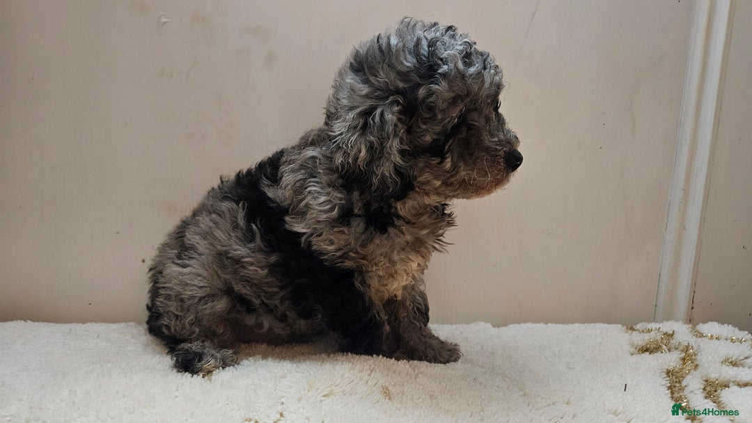 Toy Poodle dogs for sale: Merle toy poodle puppys available now  - Image 12