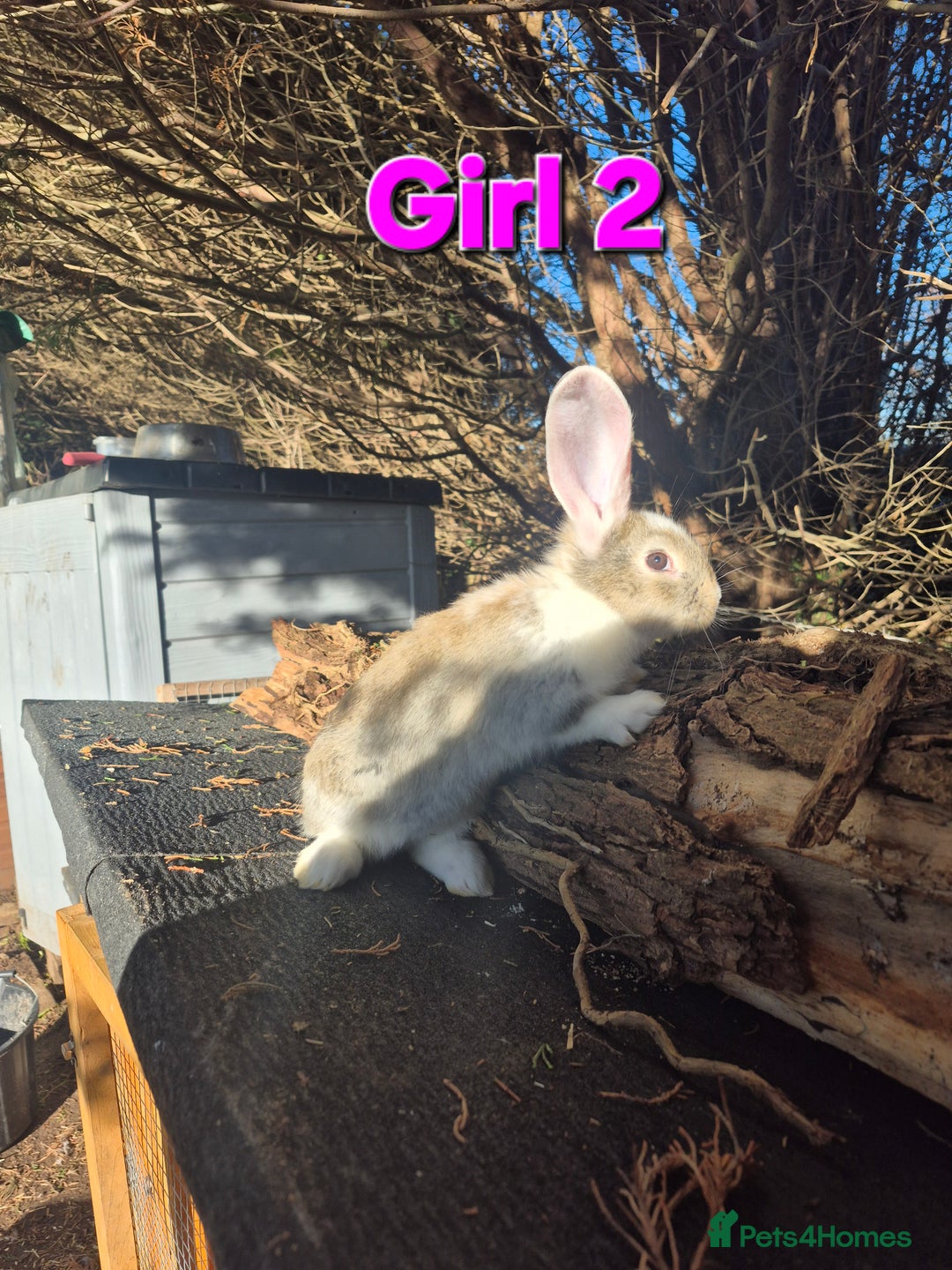 Continental Giant rabbits for sale: Pure Continental Giant Vaccinated  - Advert 6