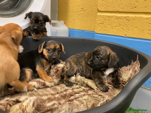 Mixed Breed dogs - Advert 1