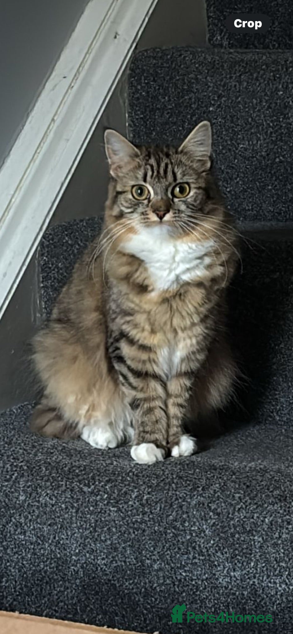 Mixed Breed cats Tabby and black kittens - Advert 1