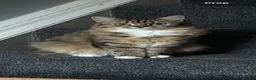 Mixed Breed cats for sale: Tabby and black kittens - Advert 1