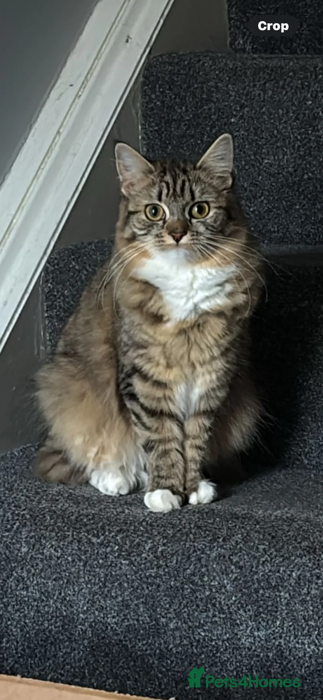 Mixed Breed cats for sale: Tabby and black kittens - Advert 1