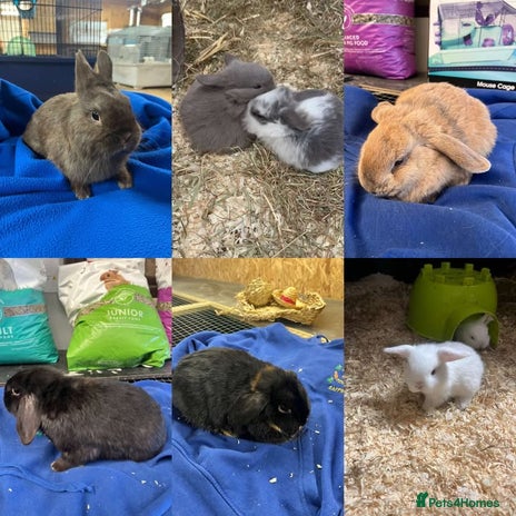 Guinea Pig rodents for sale in Northallerton - Advert 3