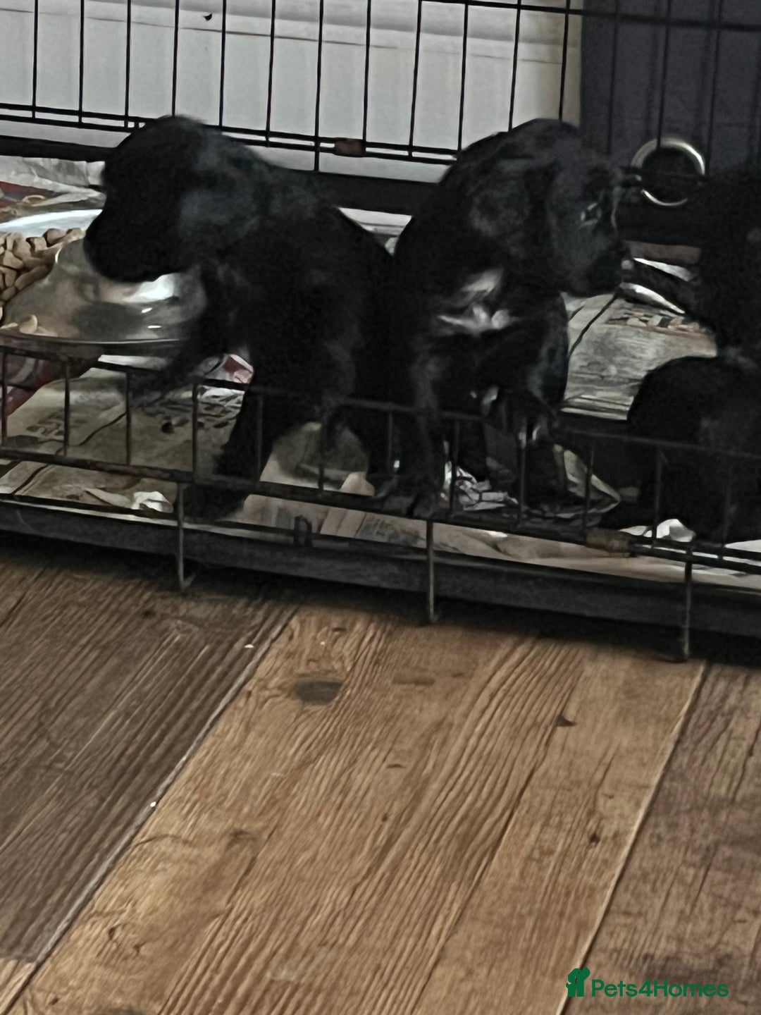 Cocker Spaniel dogs for sale: LAST LITTLE BOY  6 adorable Cocker Spaniel pups - Advert 20