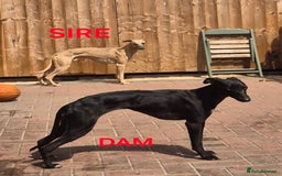 Whippet dogs for sale: K.c Whippet pups - Advert 6