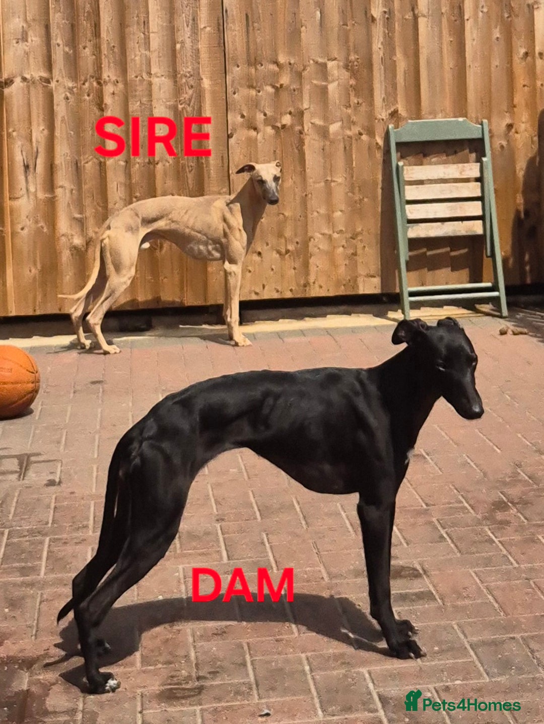 Whippet dogs for sale: K.c Whippet pups - Advert 6