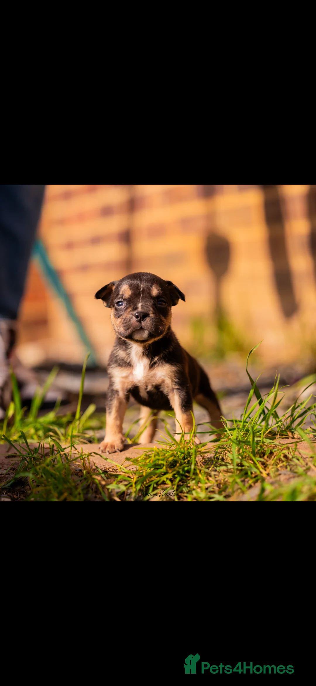 Mixed Breed dogs for sale: 7 beautiful puppy’s for sale in Witham - Advert 8