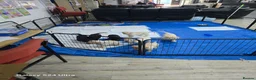 Labrador Retriever dogs for sale: 6x KC Reg Labrador's 3b /3g  2 black 4 Golden - Advert 6