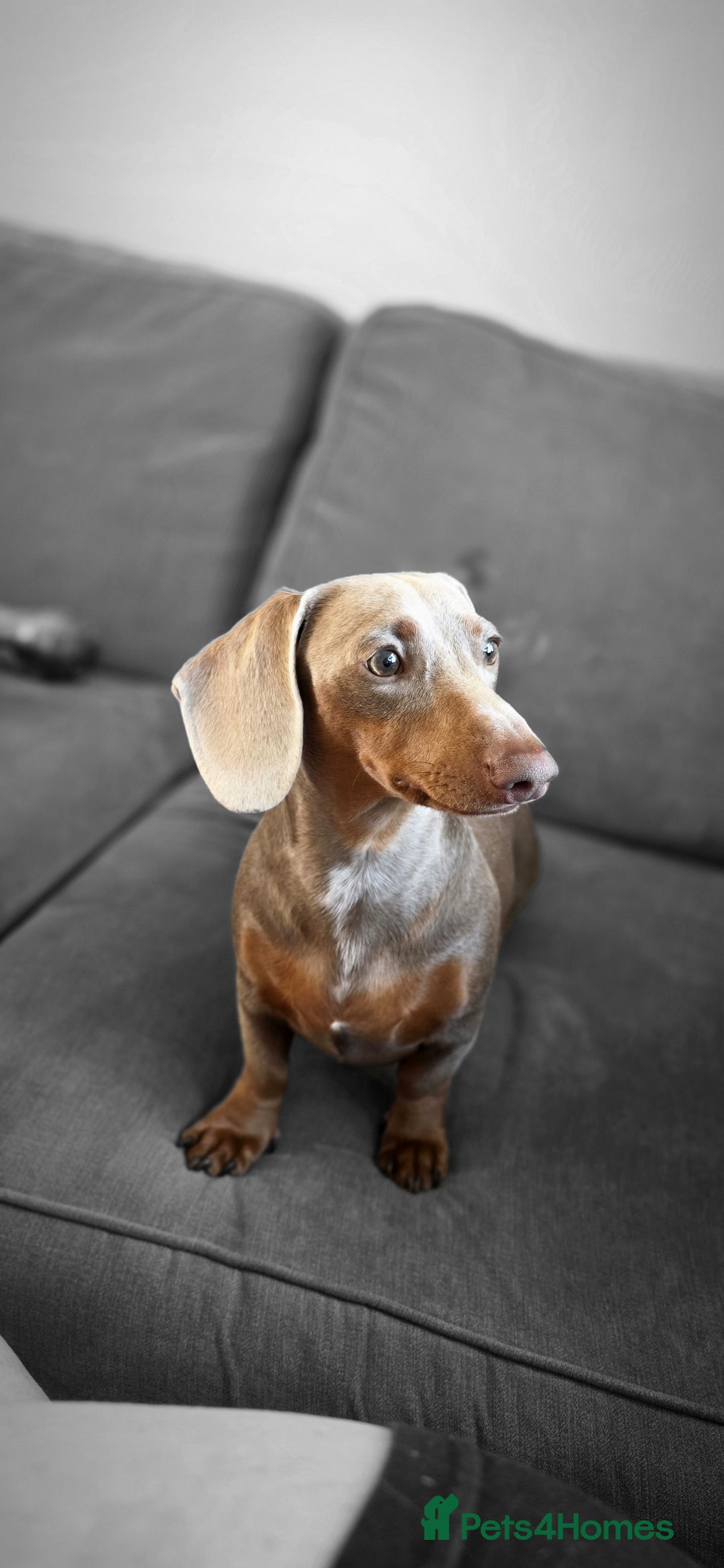 Miniature Dachshund dogs for sale: Clyde the Isabella male  - Advert 2