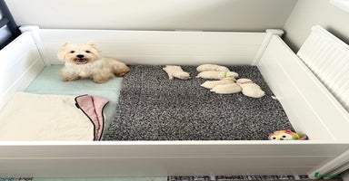West Highland Terrier dogs - Advert 8