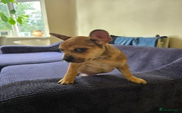 Mixed Breed dogs for sale: Frenchie x Labrador Puppies 17 weeks ready to go - Image 20